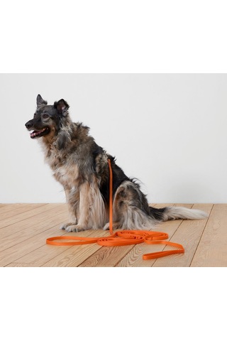 Köpek Tasması, Turuncu