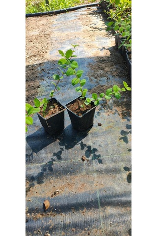 Kış Hanımeli Fidan Lonicera fragrantissima ( Kokulu )