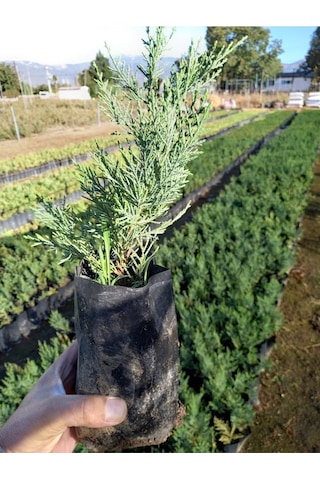 Videolu Leylandi Çit Fidanı 30 50 Cm 10 Adet Tüplü Dış Mekan Ağaç Bitkisi Cupressocyparis Leylandii