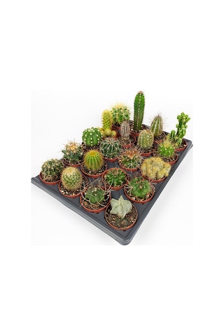 20 Adet Özel Kaktüs Seti