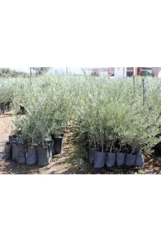 Videolu Gemlik Zeytin Fidanı Fidesi 80-190 Cm Tüplü Aşılı Güller Olive Tree Sapling