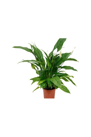 Barış Çiçeği – Spathiphyllum 60cm