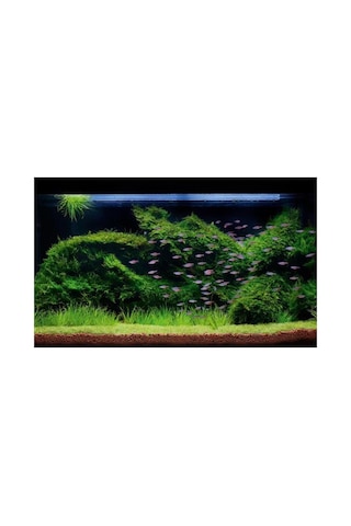 Vesicularia Dubyana Java Moss 10x10cm Canlı Bitki Genel