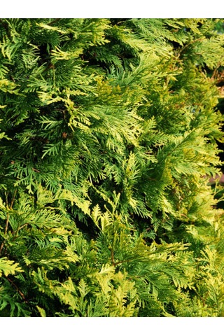 Videolu Leylandii Melez Servi Fidanı 1 Adet Saksılı/ Tüplü 30-50 Cm Leylandii Cedar