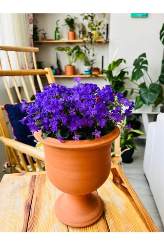 Campanula - Çan Çiçeği 20 Cm