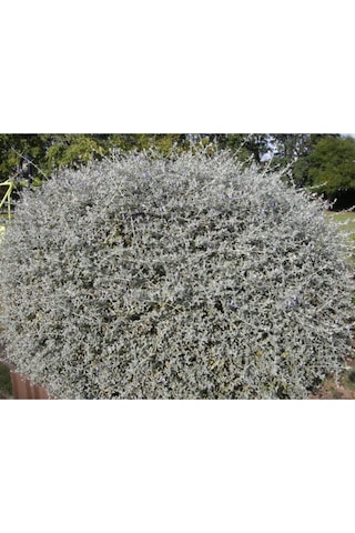 Zeytin Çalısı Fidanı Saksılı 60cm 80cm