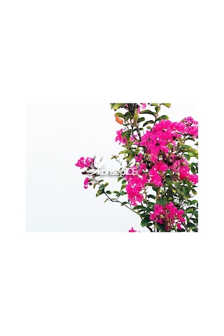 Oya Ağacı Pembe Ispanyol Leylağı. Hint Leylağı