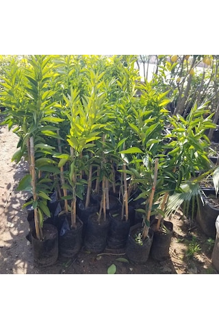 Klemantin Kokulu Çekirdeksiz Mandalina Fidanı. Torbada