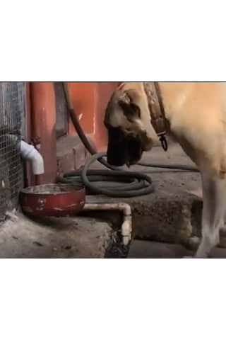 3e Tasarım Otomatik Köpek Mama Makinesi