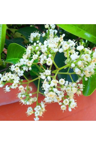 Tüplü Yağlı Kartopu viburnum Lucidum Fidanı