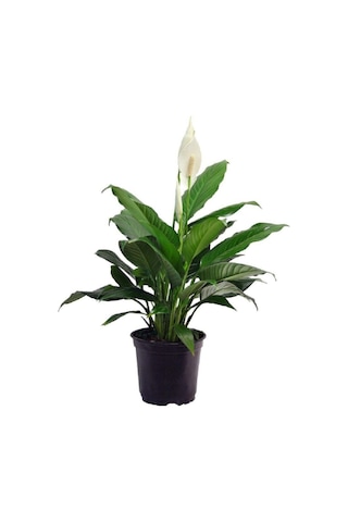 Serada Decor Plant Barış Çiçeği Spathiphyllum Sokak Lambası Ev Bitkisi Ofis Barış Çiçeği 50-80 Cm