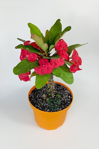 Euphorbia Milii Eforbia Büyük Çiçekli Dikenler Tacı Koyu Pembe