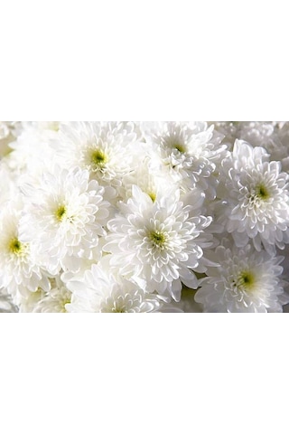 Kasımpatı Krizantem Chrysanthemum Beyaz 5 Adet
