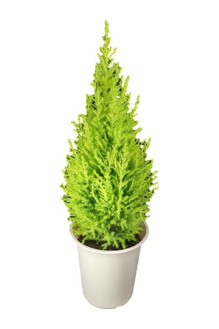 Limon Kokulu Salon Limon Çamı Kadınlar Gününe Özel Tül Kuşkonmaz