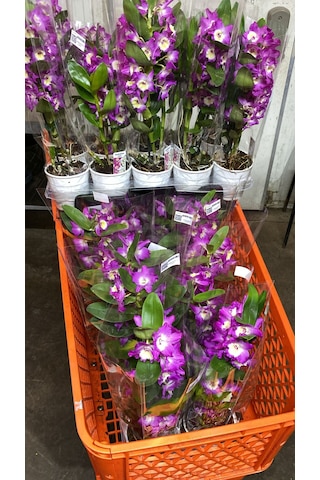 Canlı Cift Renk Dendrobium Bambu Orkide Çiçeği İthal