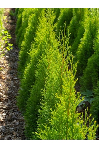 Limoni Servi Çam Fidanı Salon Çamı 30 40 Cm 1 Adet Saksılı Cupressus Macrocarpa
