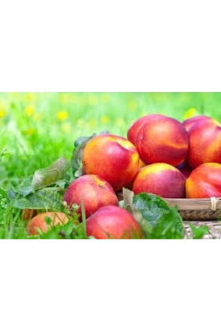 Taze Nektarin - Şeftali 1 Kg Taze Nektarin - Şeftali 1 Kg