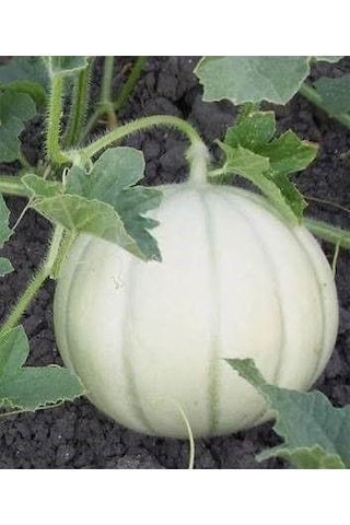 Gönen Tan Kavunu Tohumu Mühürlü Kavun Tohumu Gönen Dilimli 10 Gram