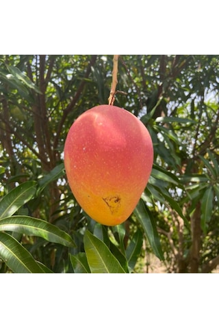 Aşılı Valencia Pride Mango Fidanı - 2 Yaş - 1 Kg Üzeri Dev Meyveli Nadir Gurme Çeşit Sınırlı Stok
