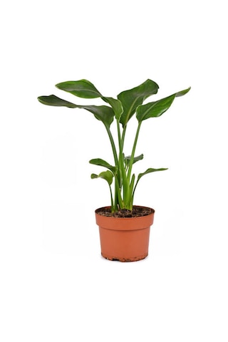 Çok Köklü Starliçe Strelitzia Zarif Salon Bitkisi