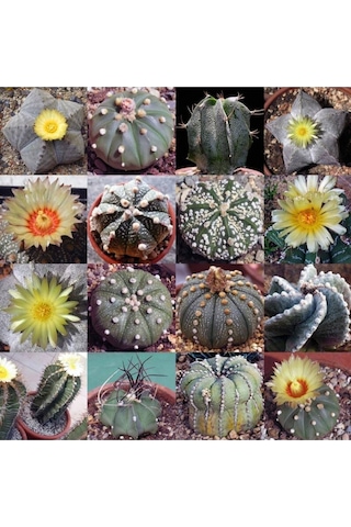 10 Adet Mix Astrophytum Kaktüs Tohumu
