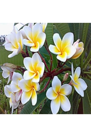 Tüplü Plumeria Amerikan Fulu Fidanı 70-95 Cm