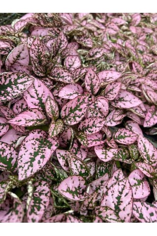 Pembe Renk Yaprağı Güzel Hostes Çiçeği Pink Hypoestes