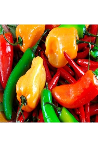 Meksika Extreme Acı Jalapone Biber Fidesi 5 Adet