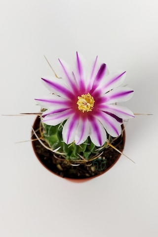 Echinofossulocactus Multicostatus Kaktüs 5.5 Cm Saksida