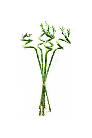 Şans Bambusu 3 Adet - 1 Metre Lucky Bamboo N11.6215