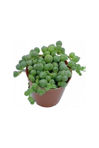 Serada Decor Plant Tesbih Çiçeği