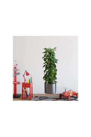 Saksılı Bitki Tasarımlı Yapışkanlı Sticker Resim 90 30 Cm Şeffaf
