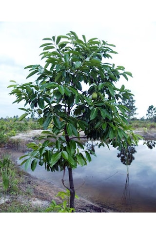 Black Sapote 3 Yaş 35 Cm Black Sapote 3 Yaş 35 Cm