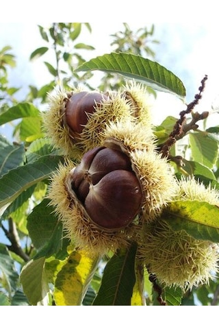 Kestane Fidanı Castanea Sativa ,