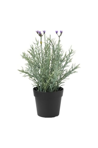 5 Adet Lavanta Çiçeği Fidanı Lavandula Officinalis Fidanı 30-40 Cm