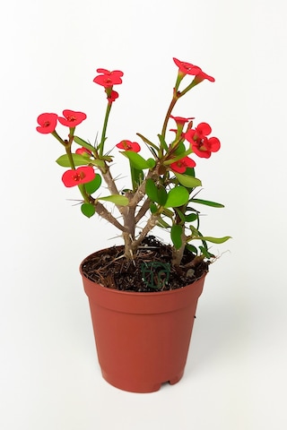 Dikenler Tacı Euphorbia Miili Mini Kırmızı Çiçekli Kaktüs