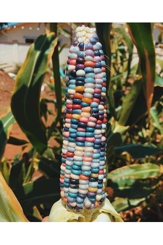 Tohum Renkli Mısır Tohumu 50 Adet