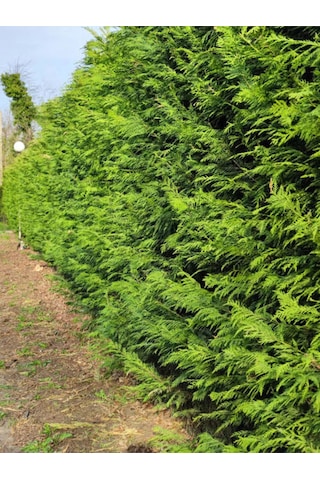 Videolu Leylandi Çit Bitkisi 10 25 Cm 10 Adet Tüplü Dış Mekan Bitkisi Cupressus Leylandii
