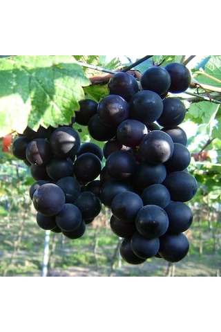 Tüplü Büyük Meyveli Horoz Karası Üzüm Fidanı