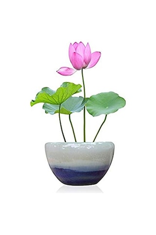 Eko Paket 5 Tohum İthal Lotus Tohumu Nilüfer Lotus Çiçeği Zambak