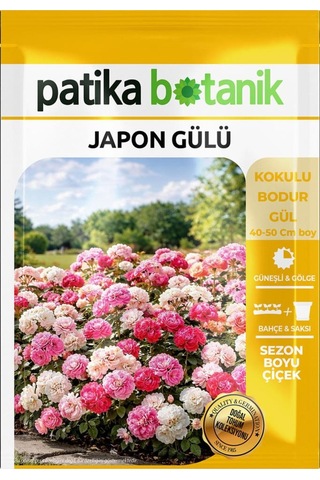 5 Adet Japon Gülü Çiçeği Tohumu (Rosa chinensis)