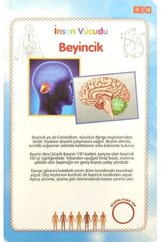 İnsan Vücudu Eğitici Kartlar - Etkinlik Kartları