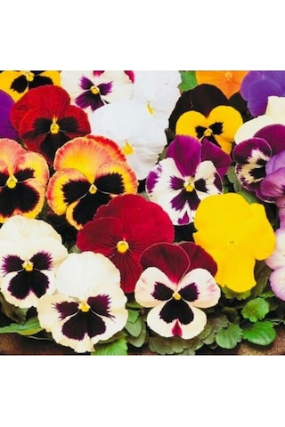 10-15 Adet Karışık Menekşe Çiçeği Tohumu