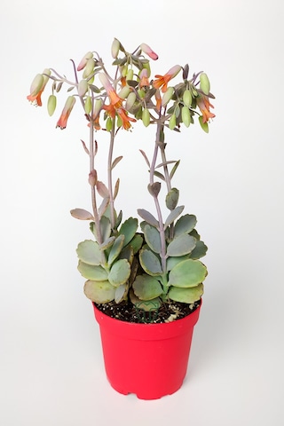 Bryophyllum Fedtschenkoi Kalanchoe Sukulent Lavanta Tarakları 8.5