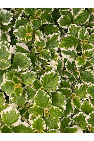 Sarkıcı Sukulent Tür Kokulu Plectranthus Forsteri 10-20cm