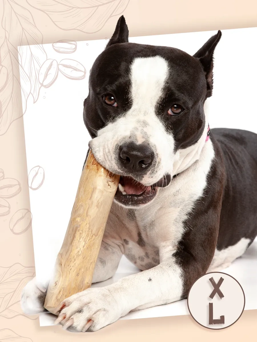 Coffee Wood Kahve Ağacı Çubuğu Xl 103753784