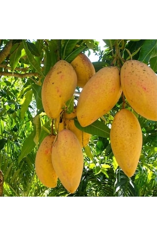 Aşılı Ataulfo Bal Mangosu Fidanı - 2 Yaş - Dünyanın En Tatlı Lifsiz Honey Mangosu - 60-70 Cm Tüplü