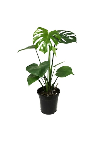 Monstera Deliciosa (Deve Tabanı) Ø14 CM Y35-40 CM