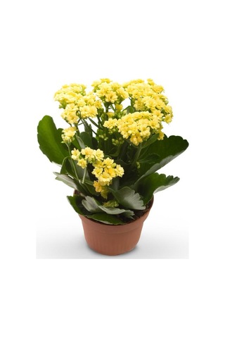 Kalanşo Çiçeği Kalanchoe 4 Adet