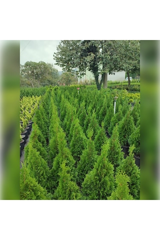 Smargat Mazı Dolgun 50 70 Cm